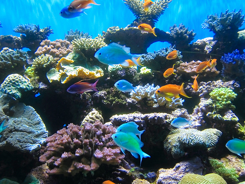 Birch Aquarium In La Jolla, California~Fun